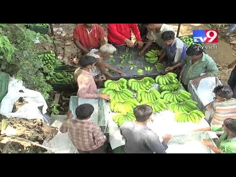 Anand farmer strikes gold through banana farming | Tv9Dhartiputra