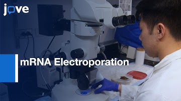 mRNA Electroporation for Multiple Proteins Expression in Embryos | Protocol Preview