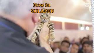 Register Your Cat with Feline Club of India FCI || Cat Registration by Feline Dynasty 553 views 2 years ago 37 seconds