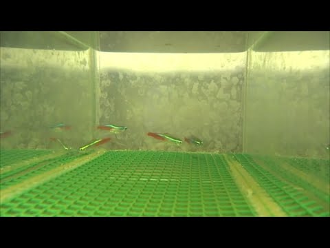 Paracheirodon innesi / Neon tetra longfin breeding project