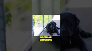 Labrador Retriever vs Golden Retriever  Grooming and Shedding