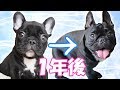 【誕生日】フレンチブルドッグの子犬から成犬へ…0歳総まとめスペシャル