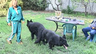 GHOST and DOLLY. Black long haired German Shepherds. Odessa.