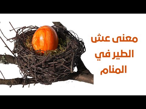 تفسير رؤيا عش الطير في المنام Mohamed Kadi701