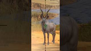 Greater Kudu Call Of The Wild