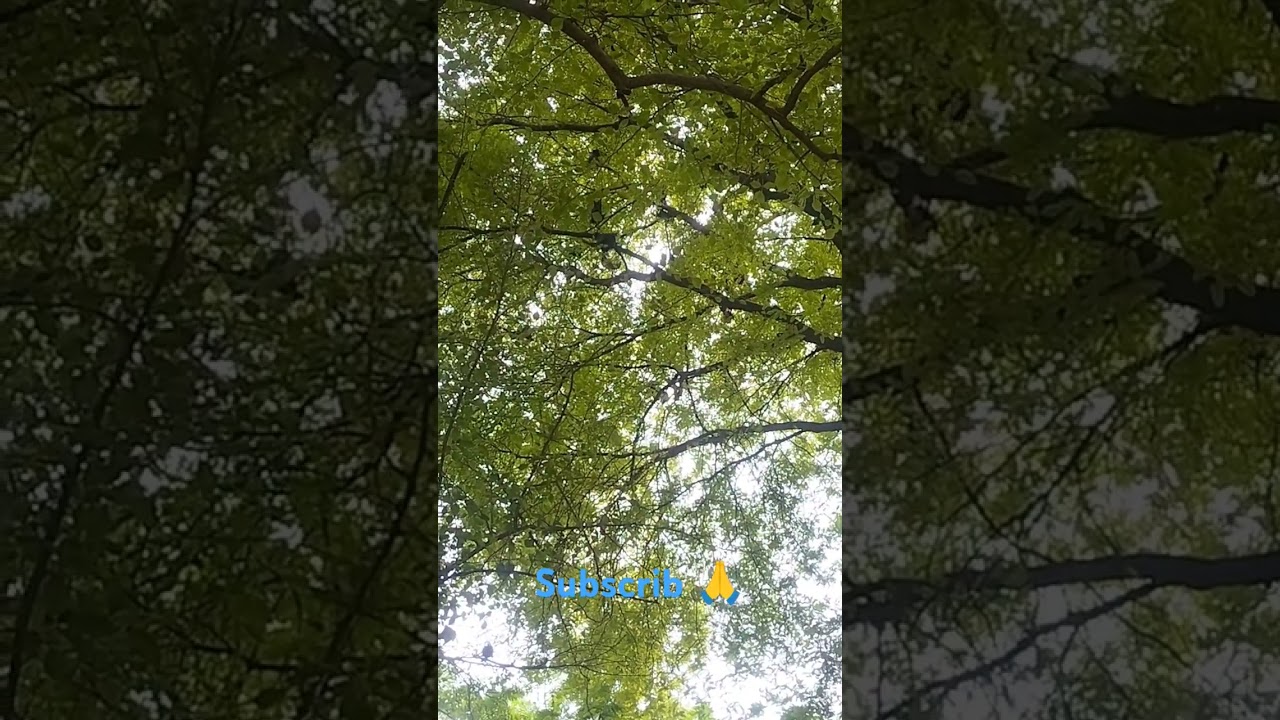 I saw some bats sitting on the Emli tree... #BLS ODISHA WILDLIFE.|||