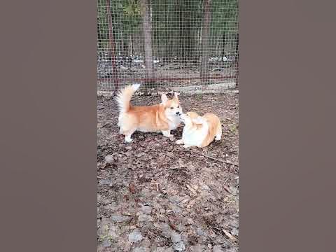 Танцульки! - YouTube