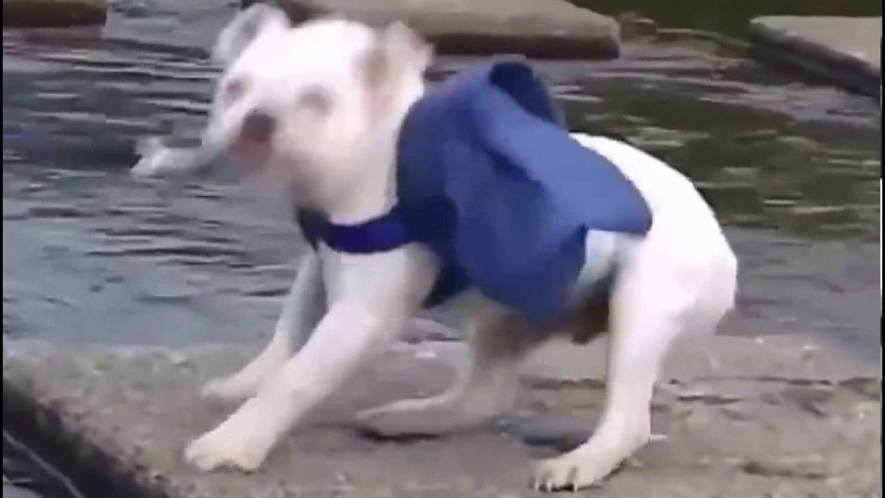 Anjing dan Monyet Keren - YouTube