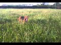 Harrier dog called Harry loves to play の動画、YouTube動画。