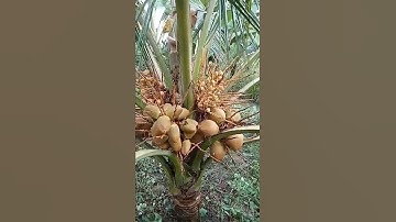 dừa xiêm lùn mã lai