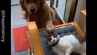 Hund Und Katze Kuscheln Zusammen