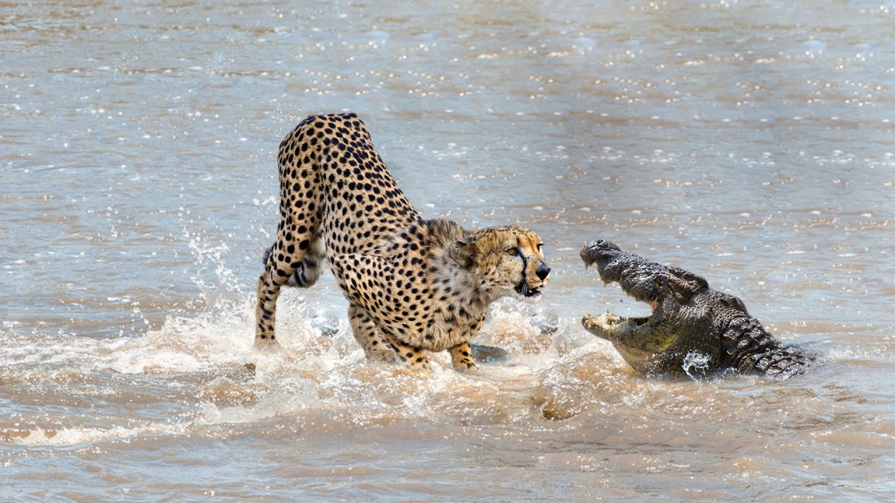 Cheetah Vs Crocodile