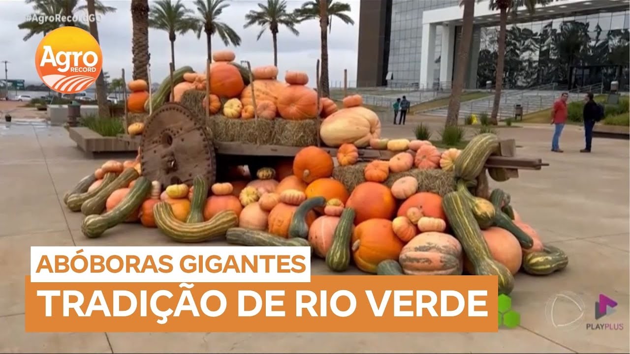 Rio Verde (GO) celebra aniversário com tradição de abóboras gigantes