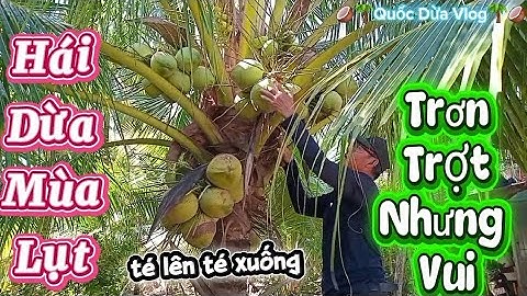 Nay hái dừa mùa mưa lũ lụt .trơn trợt té lên té xuống mà vui #quocduavlog 