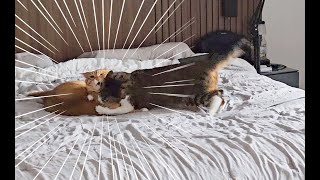 SUB) 사냥 당하는 고양이 | 고양이 서열 싸움 | 고양이 브이로그 | cat vlog by 전자 고양이 솜뭉치 1,093 views 3 months ago 5 minutes, 9 seconds
