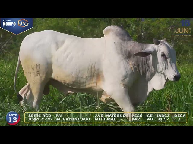 LOTE 013