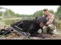 Heartpumping massive bear adventure in northern ontario crazy encounters  canada in the rough