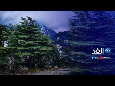 فيديو: ما هي شجرة الأرز؟