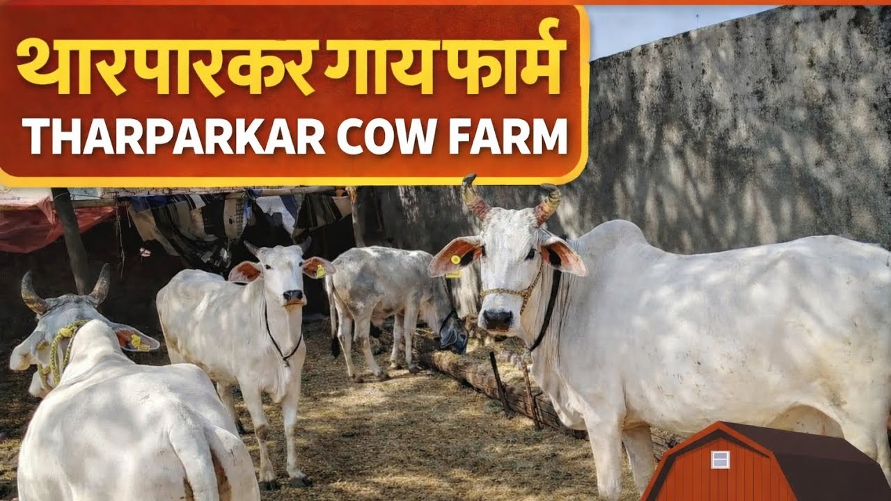 मेरा थारपारकर गाय फार्म – Tharparkar  Farm | Full Details + Famous Bulls 20841, TR 10003, Gir 10102”