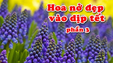 Hoa nở đẹp vào dịp tết (P3)