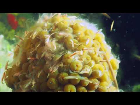Corals feeding on