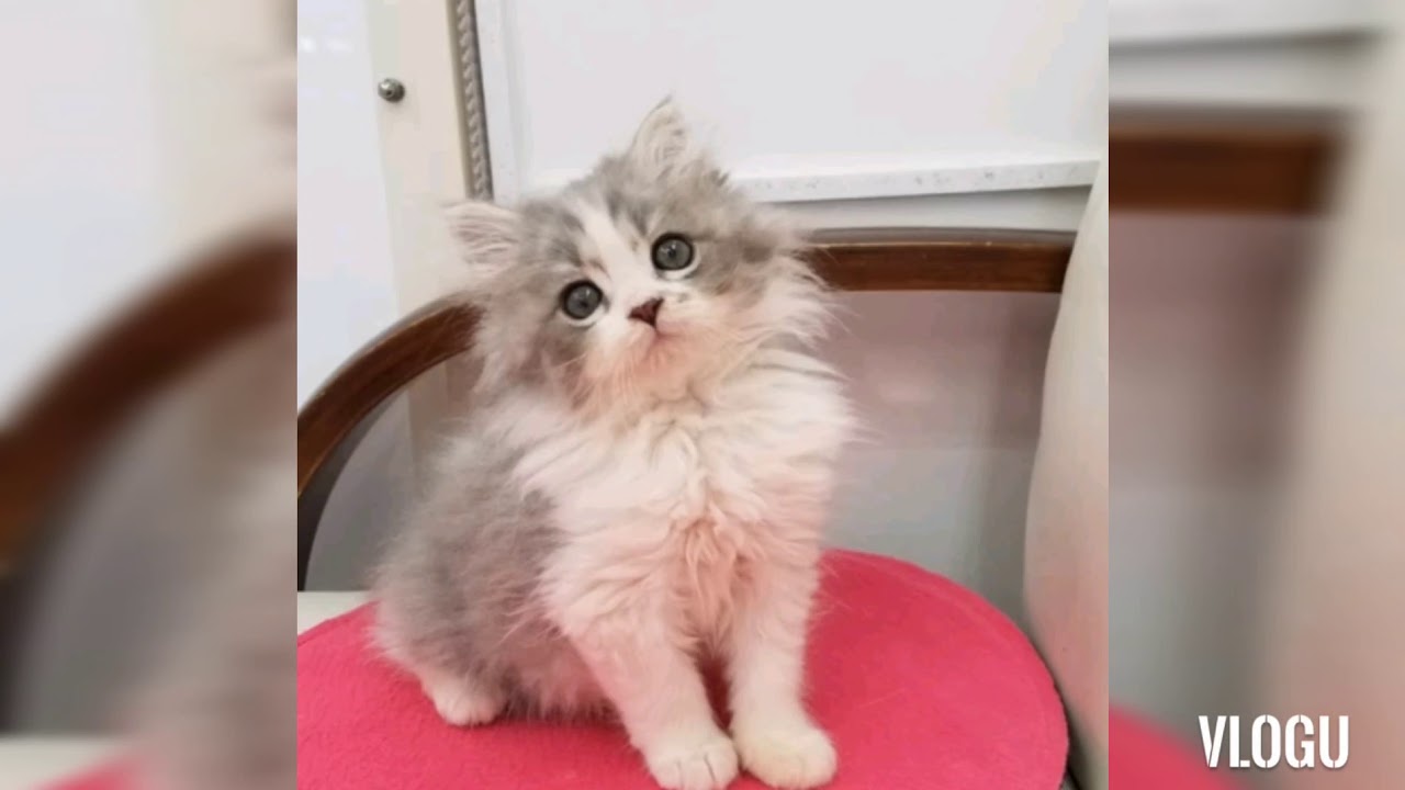 Aneka kucing persia yang lucu dan imut - YouTube