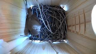 Bird Flies Out and Returns with Another Branch – Nest Slowly Filling Up 🏠
