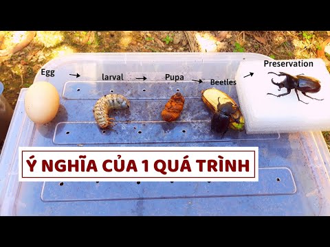 Video: Tại Sao Bọ Cánh Cứng Lại Mơ