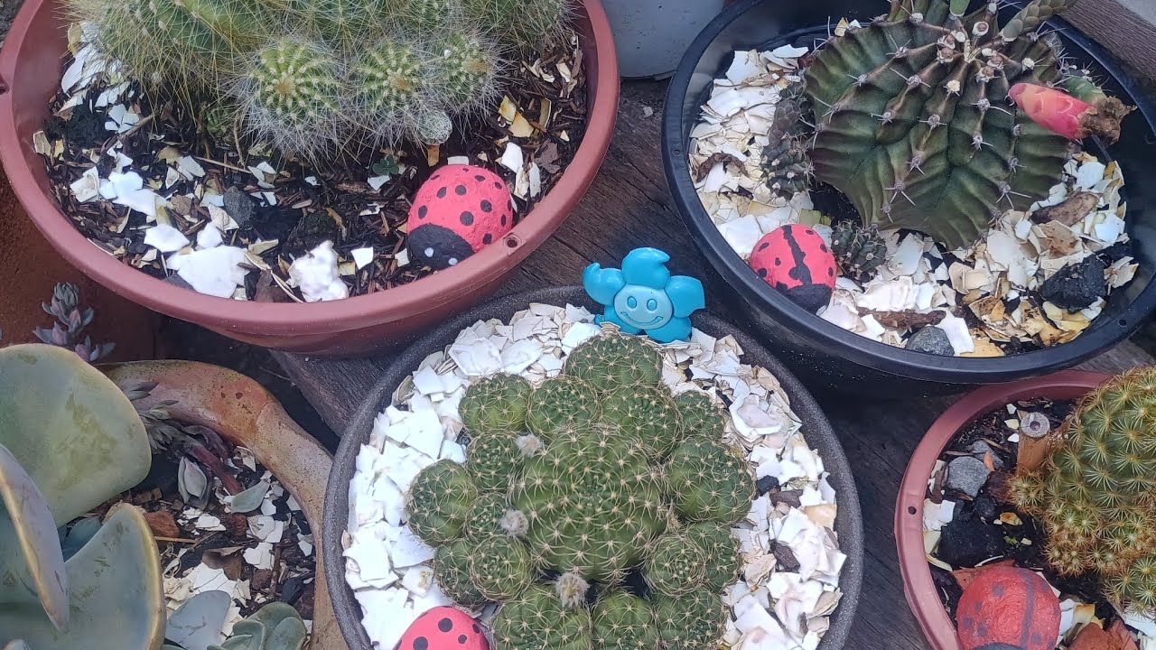 Último vídeo do ano, mostrando às minhas colônias de suculentas 