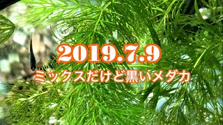 【ベタ・メダカ】毎日の記録［2019年7月9日］ミックスだけど黒いメダカ