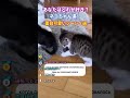 ネコちゃん達の面白可愛いシーン５選 #動物 #2ch動物スレ #shorts