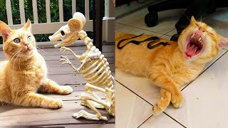 I LAUGHED FOR A WHOLE HOUR 😹 FUNNY CATS AND DOGS | FUNNY ANIMALS FOR THE WHOLE NOVEMBER 2022 😹 by Pets SGlobal  139 views 1 year ago 3 minutes, 42 seconds