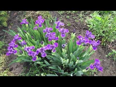 What are good dwarf irises? Dwarf Iris Plum Twist. Care for iris dwarfs