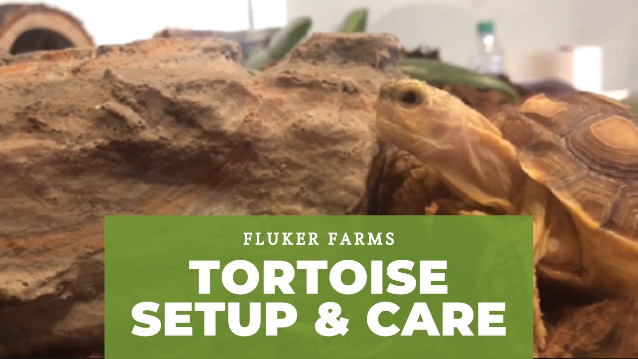Tortoise Setup and Care Tutorial