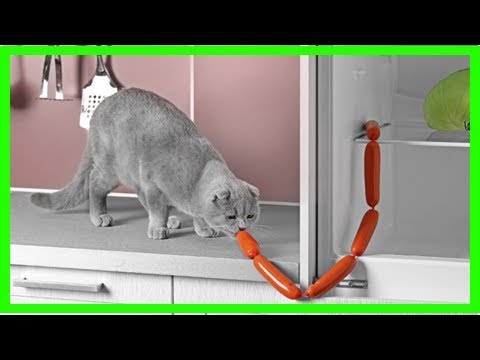 Video: Geniale Möglichkeiten, Ihre Katze Von Der Küchentheke Fernzuhalten