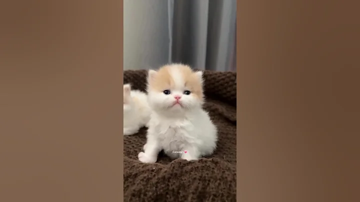 Video 9187431: cats cute kittens compilation, cat kitten funny compilation, cutest cats compilation funny