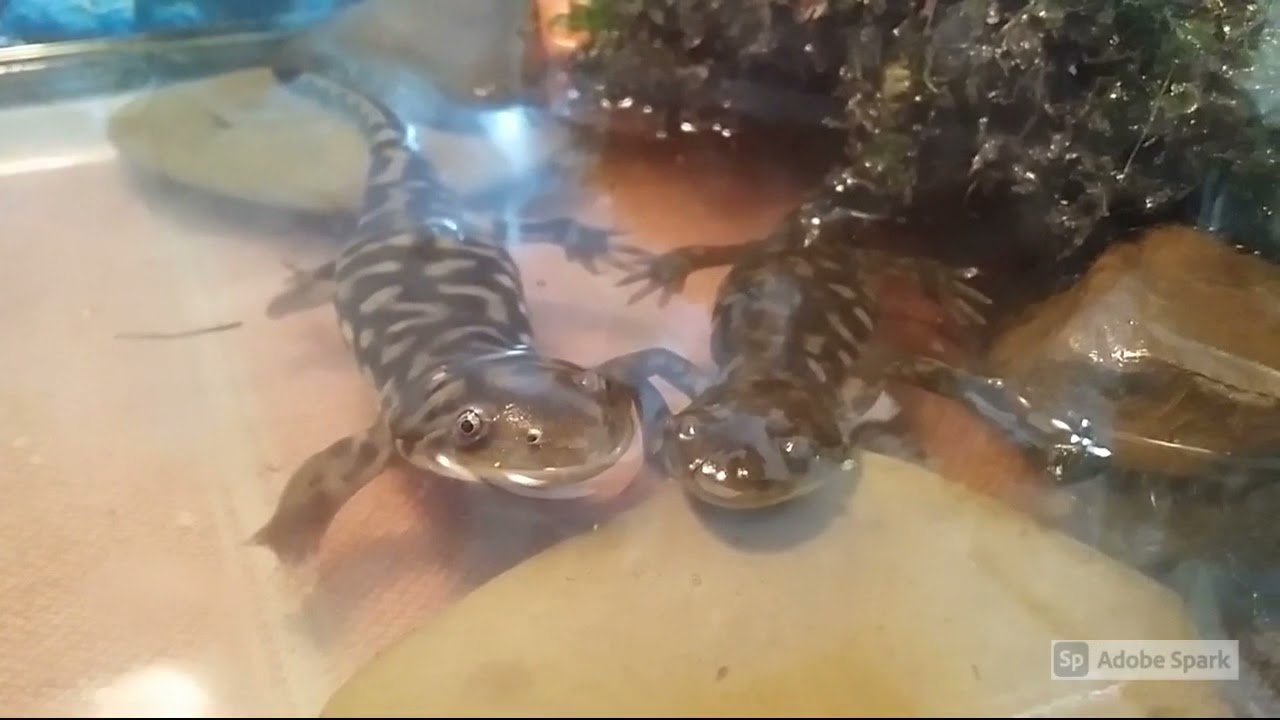 8 Sal & Amander(New Set Up)