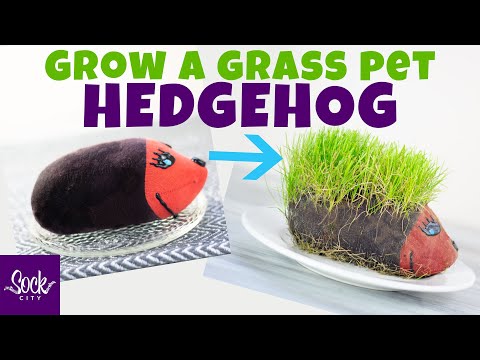 Video: How To Make A Grassy Hedgehog Out Of A Sock