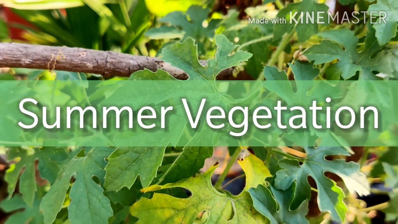 Summer Vegetables | Grow vegetables in Pot | Easy Care and Tips