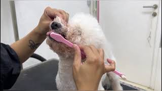 How to brush a dog's teeth
