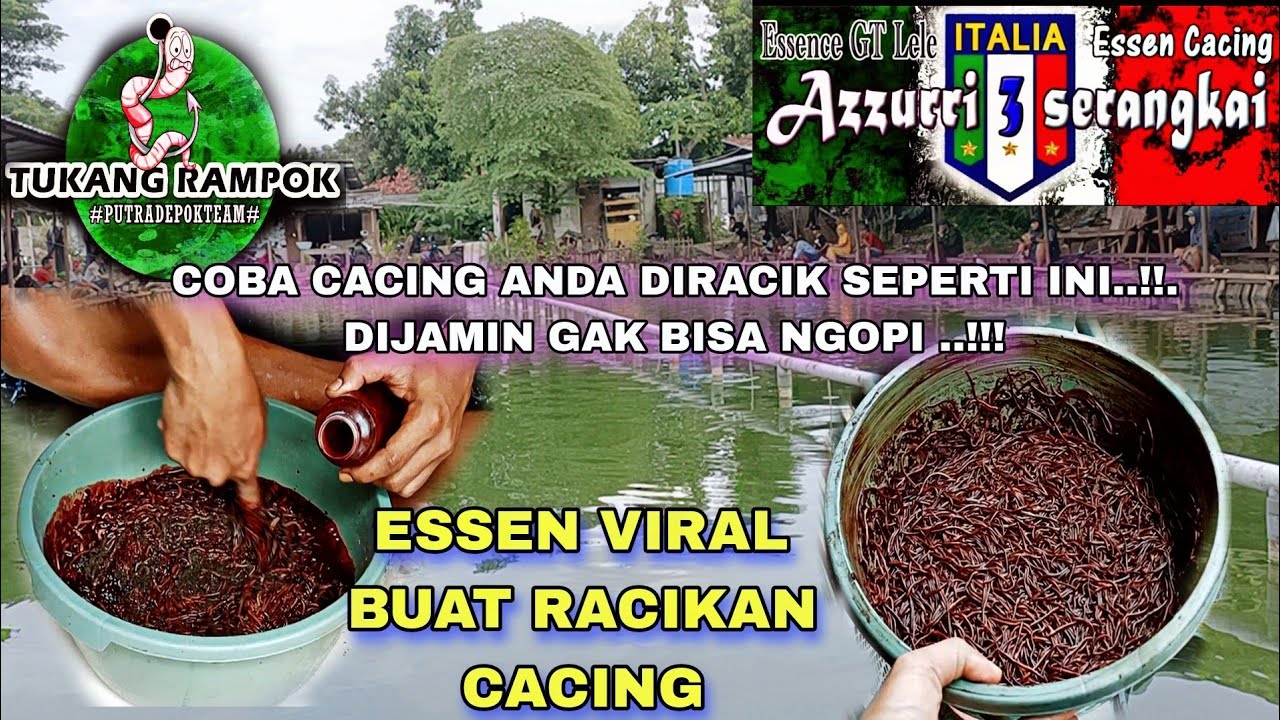 ESSEN VIRAL BUAT RACIKAN CACING PALING GACOR SAAT INI...!!! ESSEN AZZURI 3S ♥️ ESSEN TUKANG RAMPOK