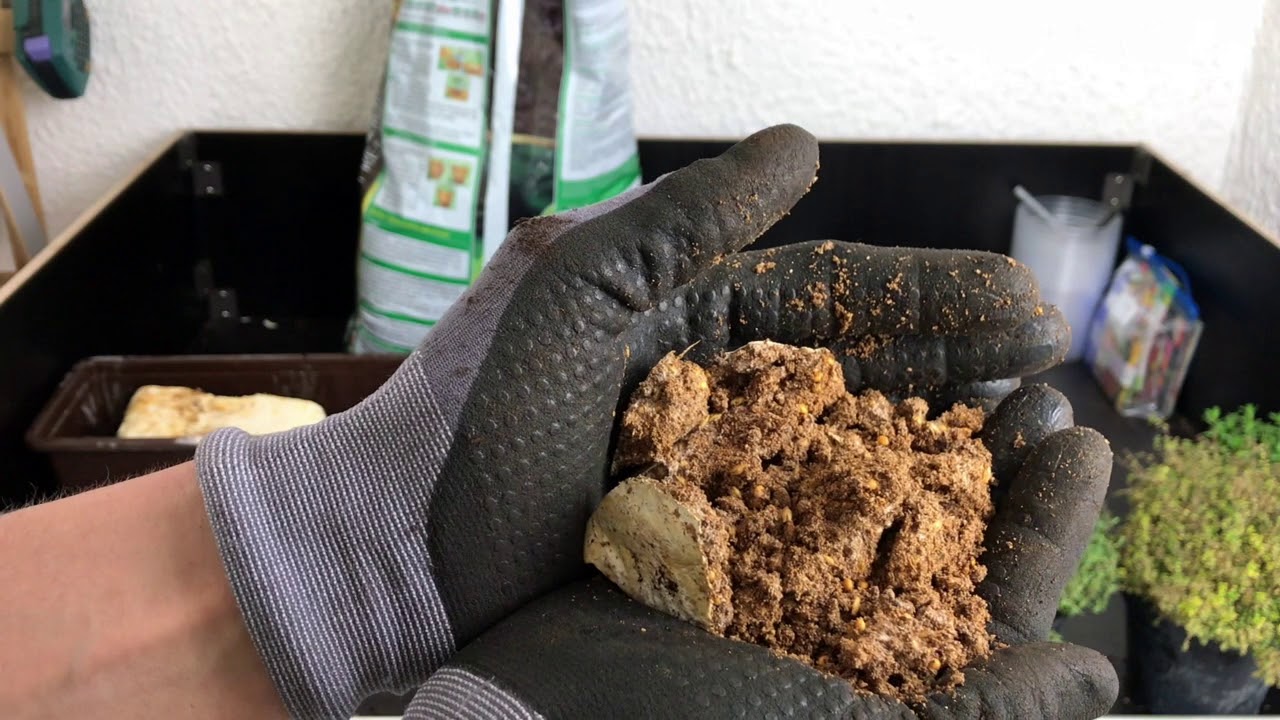 Austernpilze und Kräuter im selben Balkonkasten: Funktioniert das?