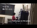 ピアノを弾いていると… Cat jumps on the piano