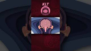 Explore The 3 Parts Of Your Ear! | KLT Anatomy #shorts