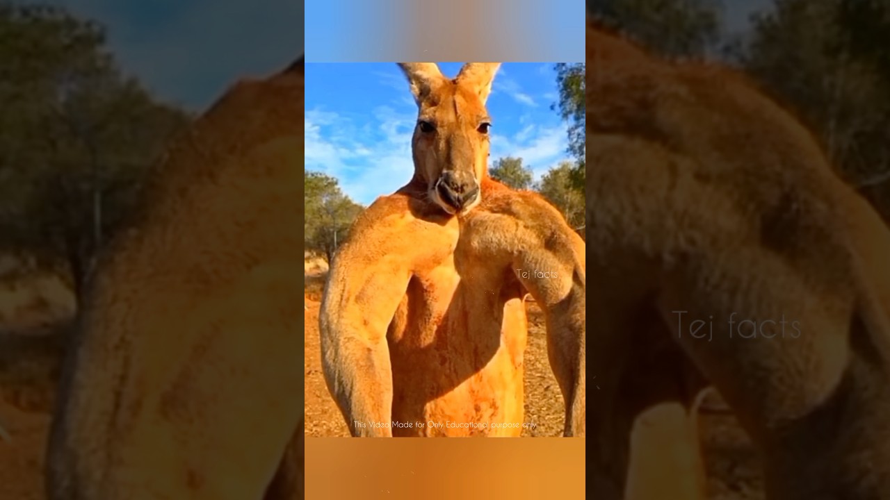 Crazy Photos You Should Watch😱 #telugufacts #amazingfacts #shorts #tejfacts