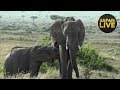 safariLIVE - Sunrise Safari - November 9, 2018