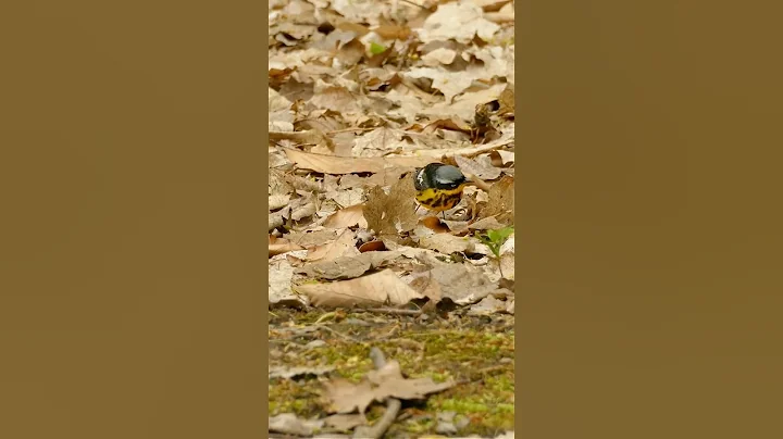 Video 11275461: forest cat cute, little forest, perfect cat, cat falls