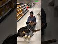 Training Dog #trending #funny #becgie #smartdog #❤️🇧🇪🇺🇸#love #puppy
