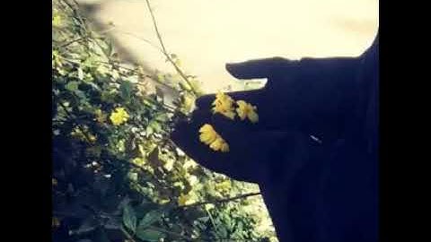 سورة الاسراء من الاية 69 الى الاية 75