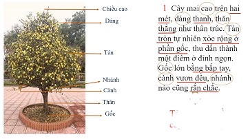 TLV (lớp 4) Cấu tạo bài văn miêu tả cây cối